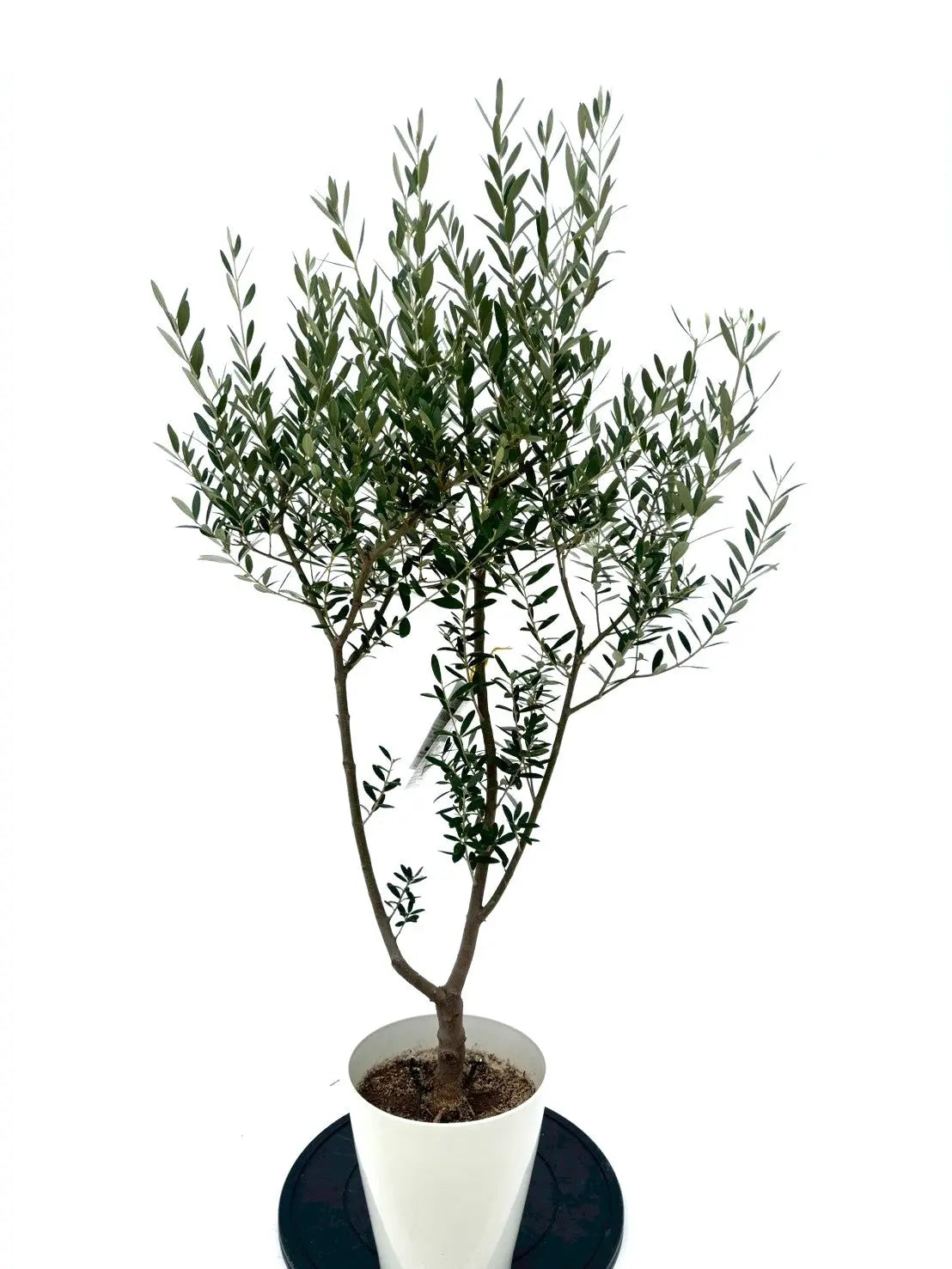 極太　オリーブの木　ネバティロブランコ NEWネバディロブランコ（オリーブの木）｜大型商品｜NO.1928｜約