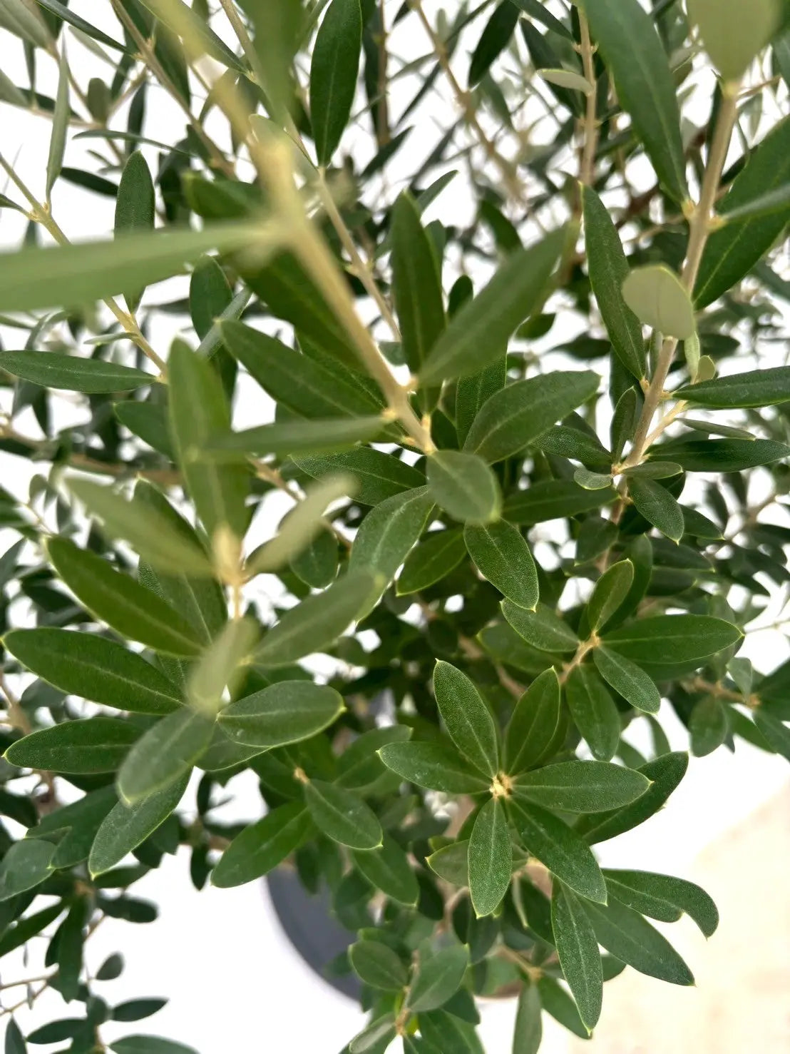 オリーブ 　希少　(ネバディロブロンコ）　--olive　オリーヴ-- オリーブ 希少 (ネバディロブロンコ） --olive オリーヴ--