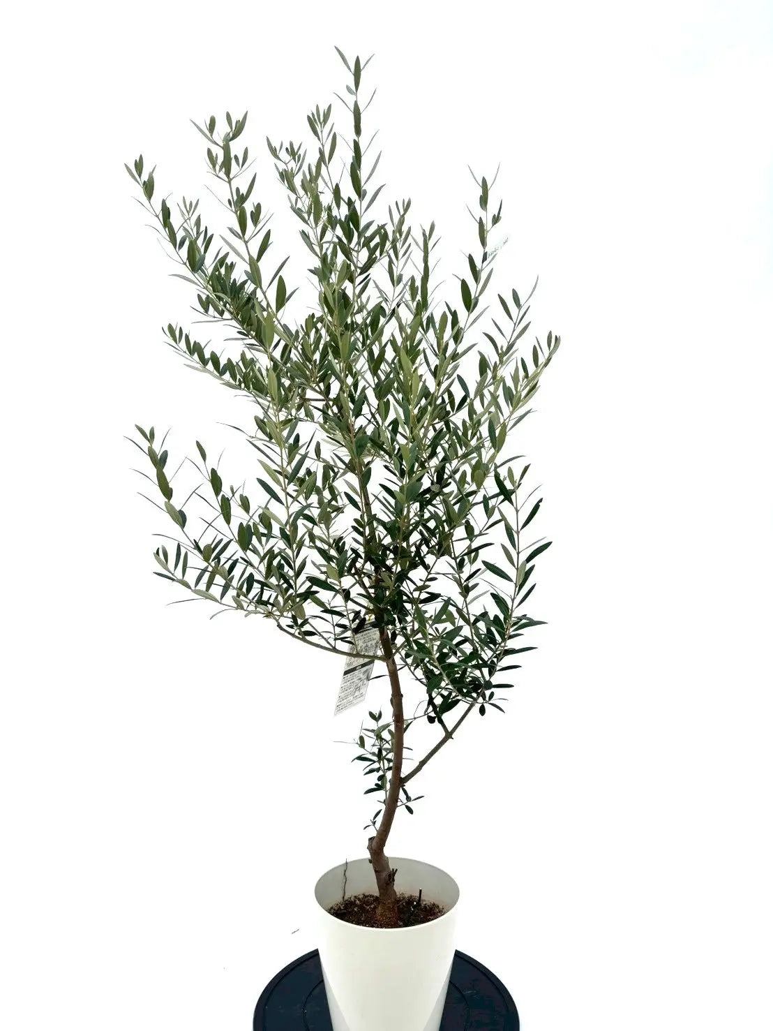 NEWネバディロブランコ（オリーブの木）｜Sサイズ｜NO.10627｜約145cm