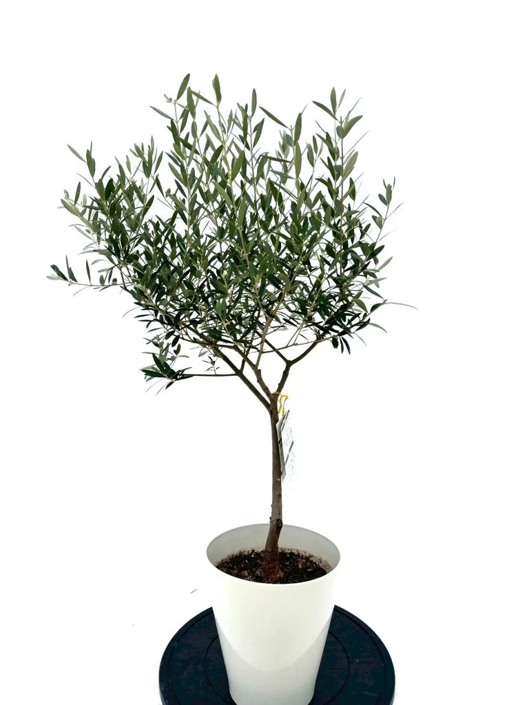 NEWネバディロブランコ（オリーブの木）｜Sサイズ｜NO.10628｜約95cm