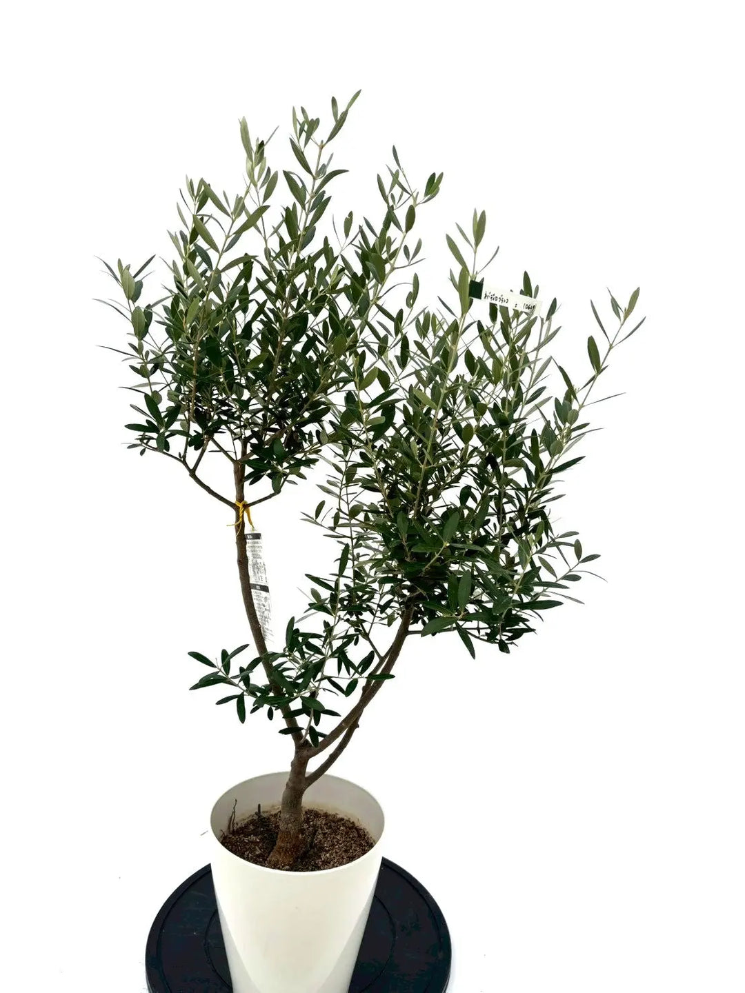 オリーブの木 サンタゴスティーノ 常緑樹 若木 約69cm オリーブの木