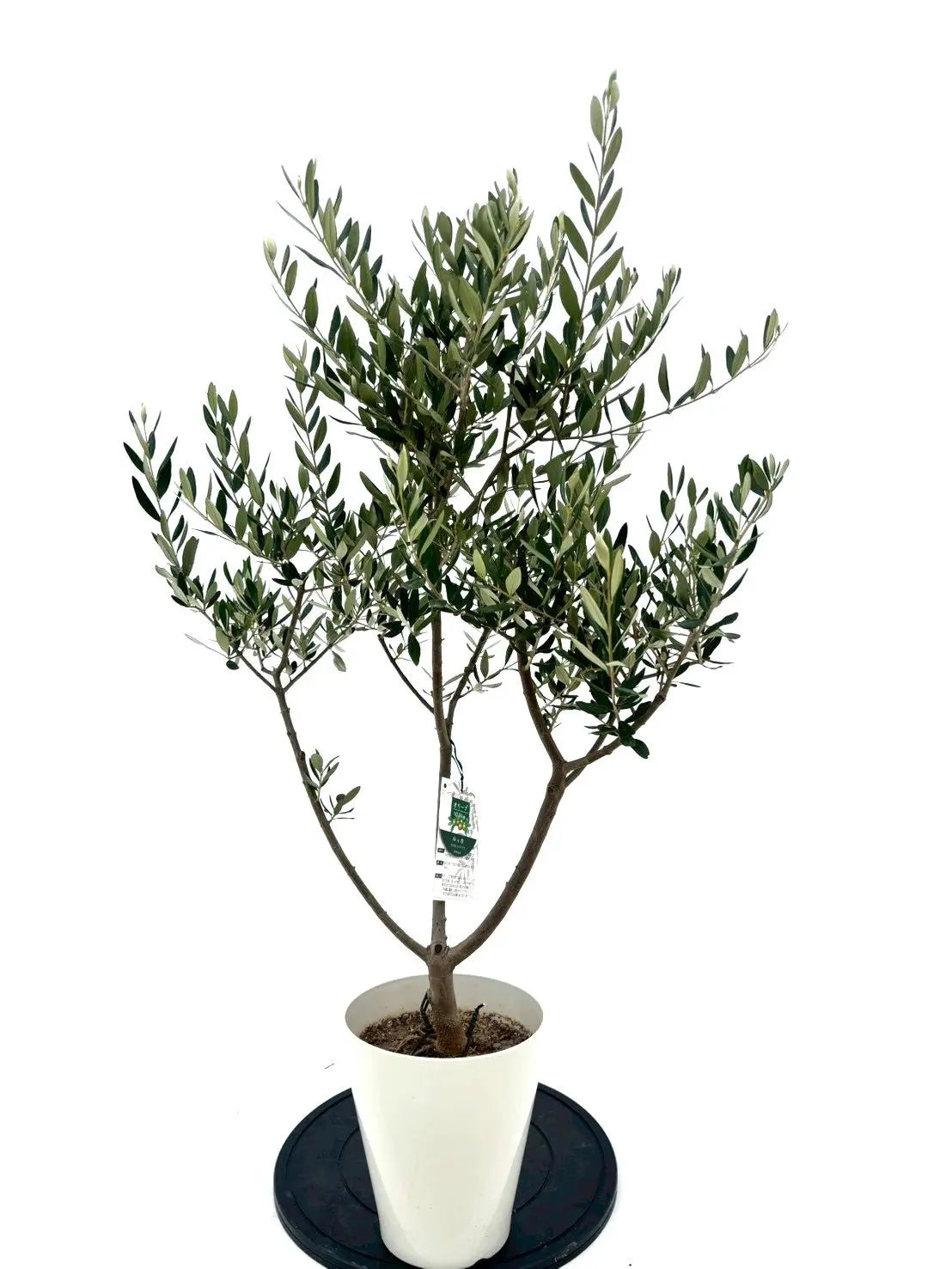 ルッカ（オリーブの木）｜Sサイズ｜NO.10632｜約110cm｜人気・寒冷地OK・初心者向け