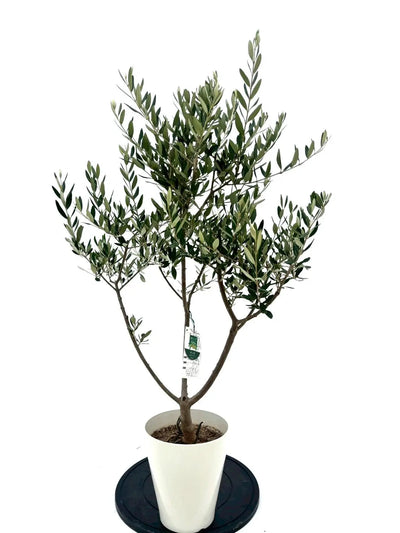 ルッカ（オリーブの木）｜Sサイズ｜NO.10632｜約110cm｜人気・寒冷地OK・初心者向け