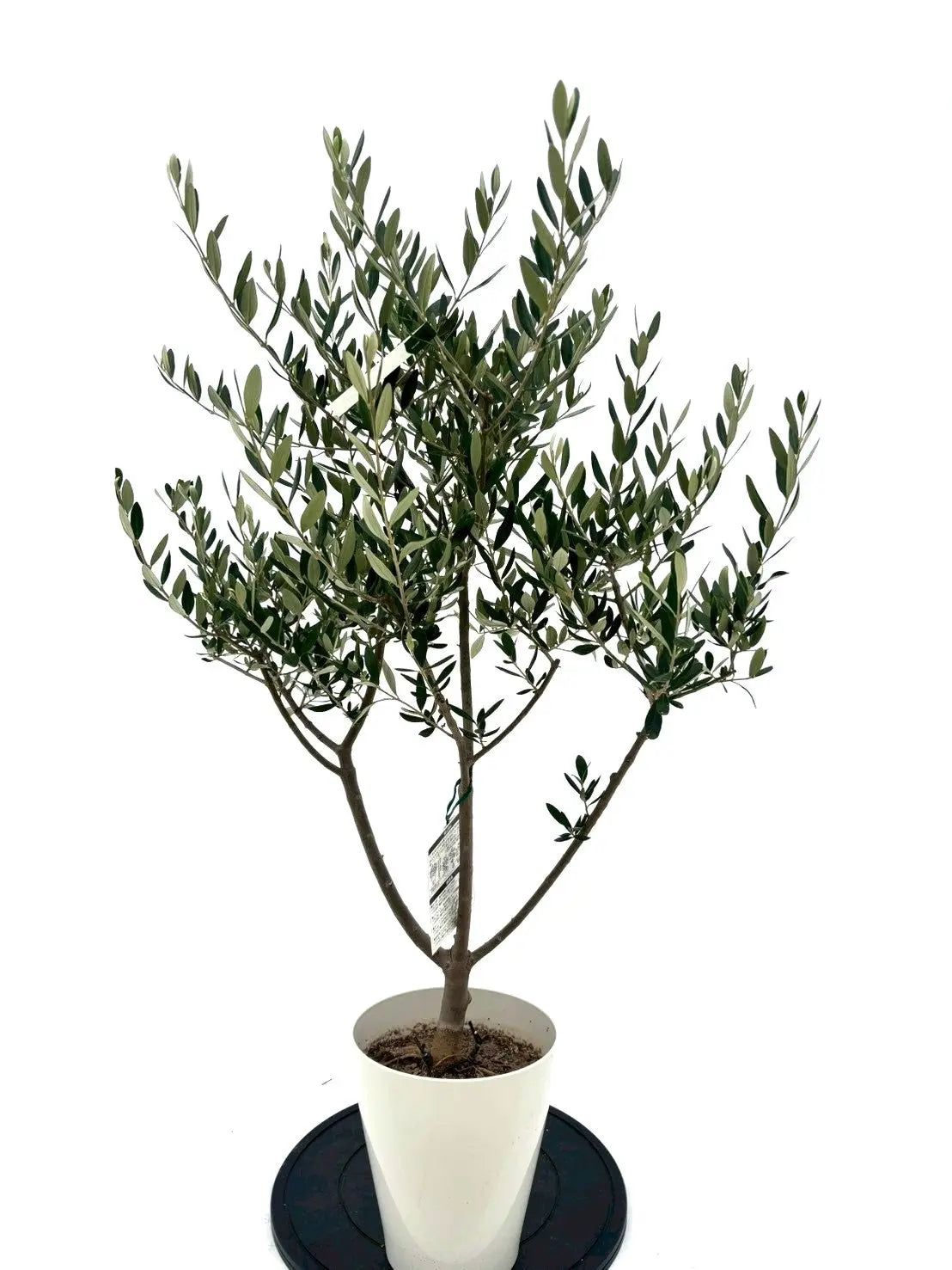 ルッカ（オリーブの木）｜Sサイズ｜NO.10632｜約110cm｜人気・寒冷地OK・初心者向け