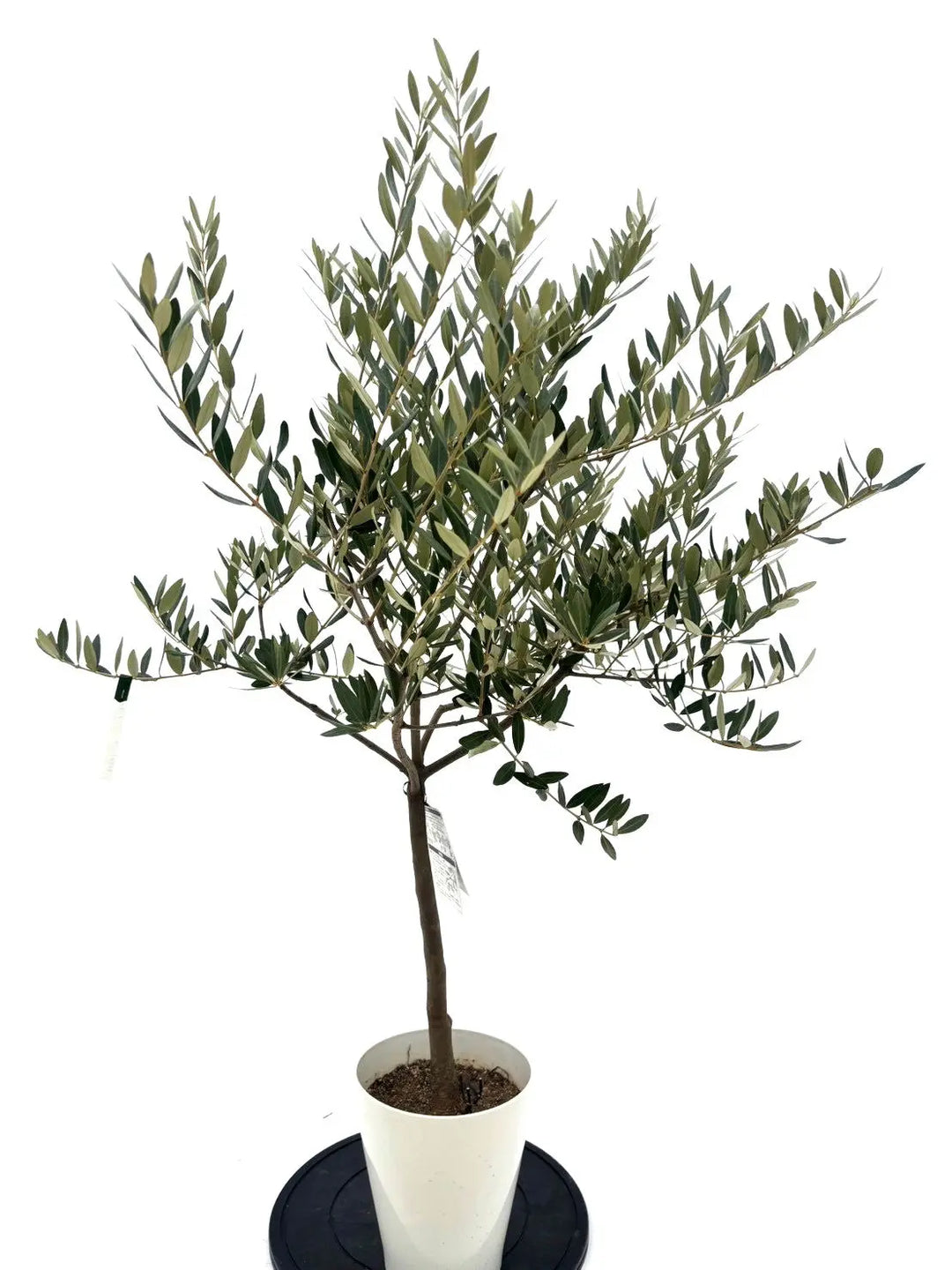 極太　オリーブの木　レッチーノ NEWレッチーノ（オリーブの木）｜Sサイズ｜NO.10633｜約120cm｜人気