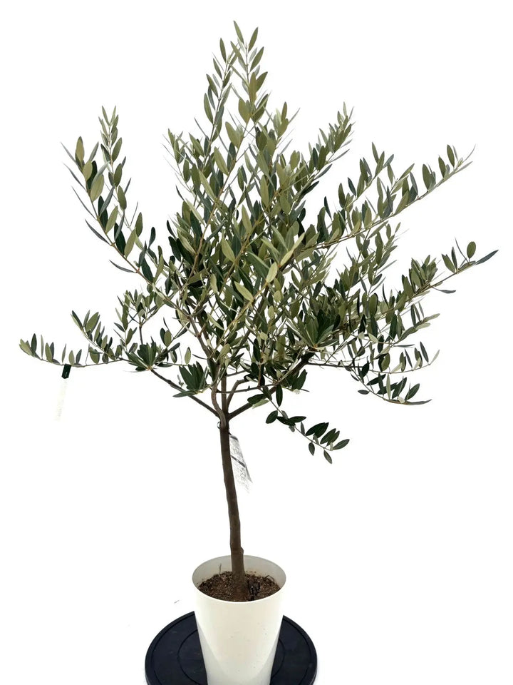 NEWレッチーノ（オリーブの木）｜Sサイズ｜NO.10633｜約120cm｜人気