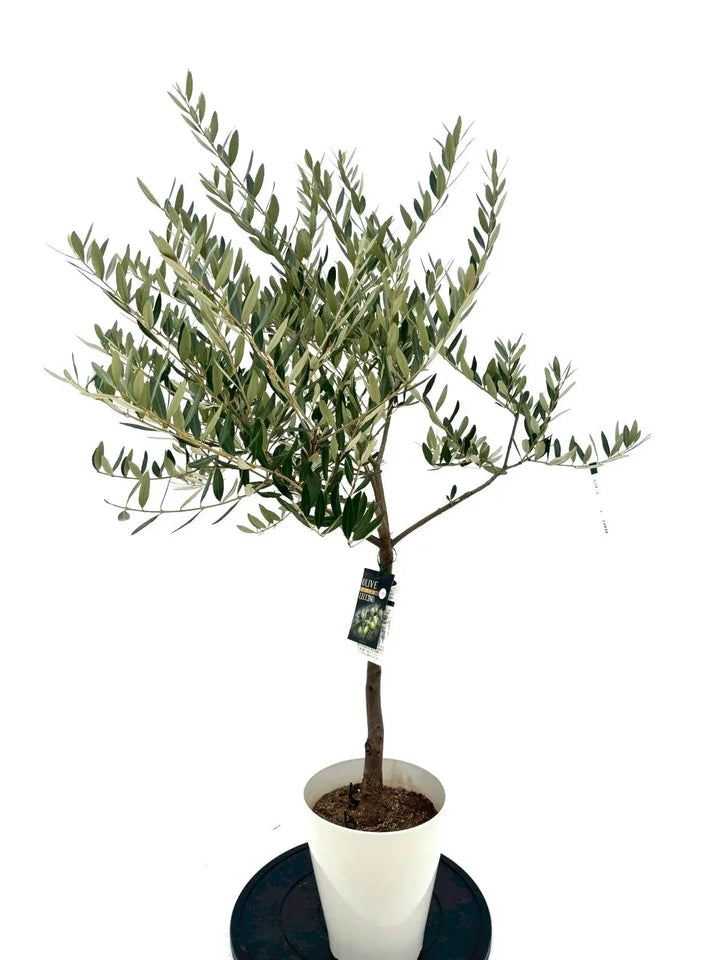 NEWレッチーノ（オリーブの木）｜Sサイズ｜NO.10633｜約120cm｜人気