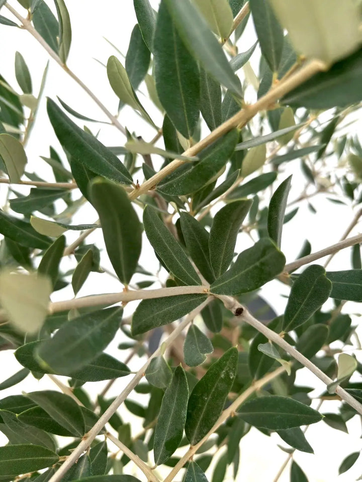 NEWレッチーノ（オリーブの木）｜Sサイズ｜NO.10633｜約120cm｜人気