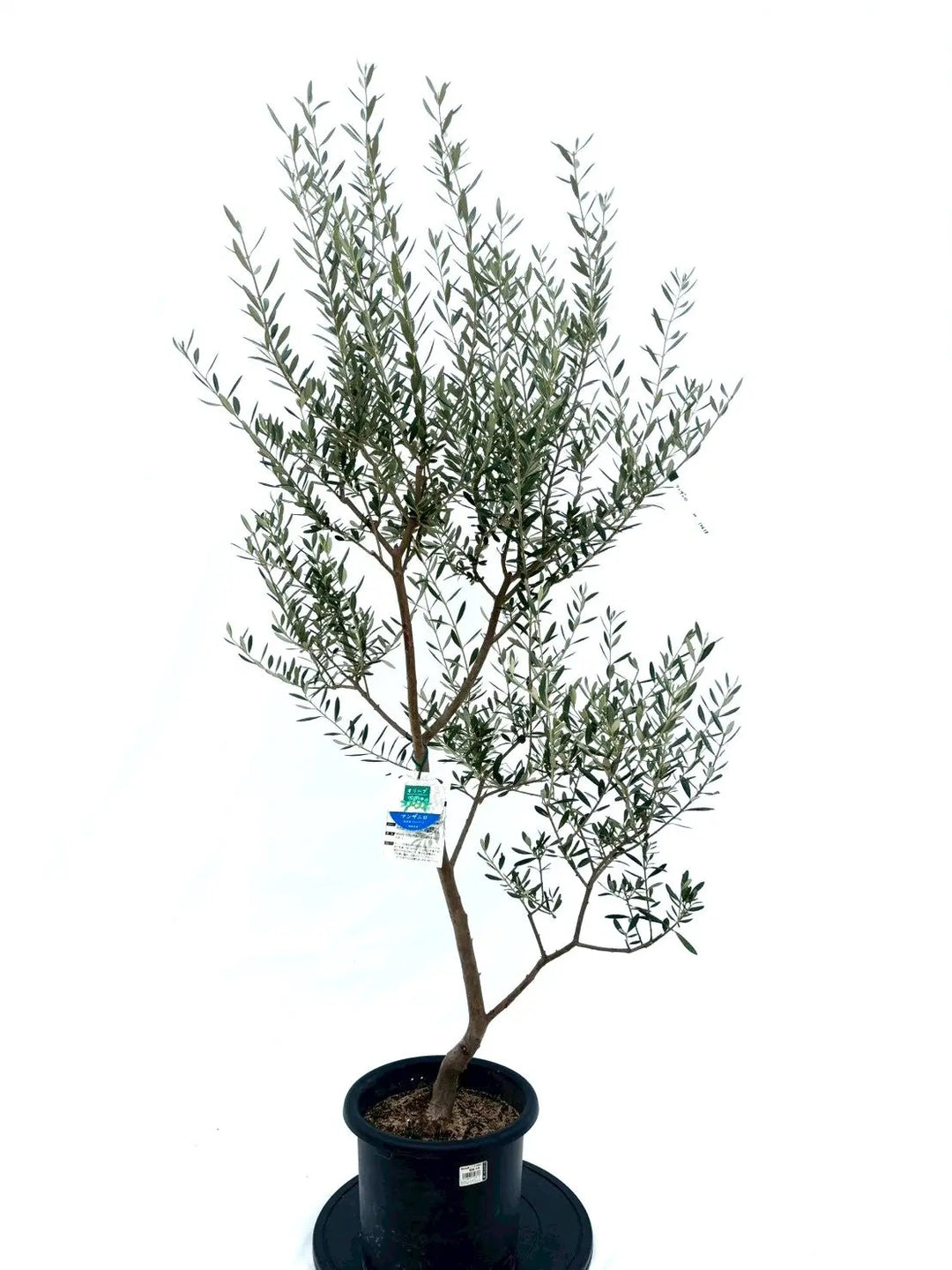 オリーブの木　マンザニロ　8号　約175cm　NO.638　人気品種　現品掲載 NEWマンザニロ（オリーブの木）｜Mサイズ｜約175cm｜NO.10638｜ 人気