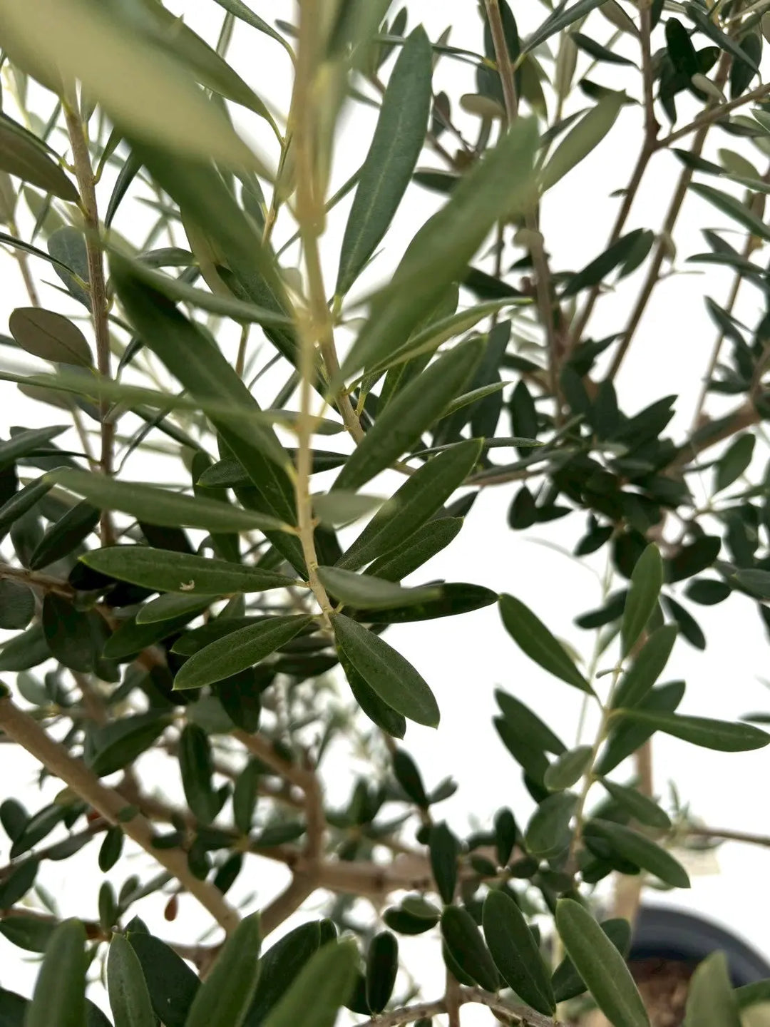 NEWマンザニロ（オリーブの木）｜Mサイズ｜約175cm｜NO.10638｜ 人気