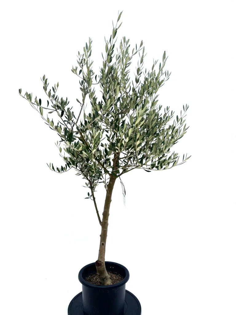 オリーブの木【引取り限定】 直接引取り限定】オリーブの木 植木 木 ガーデニング 観葉植物