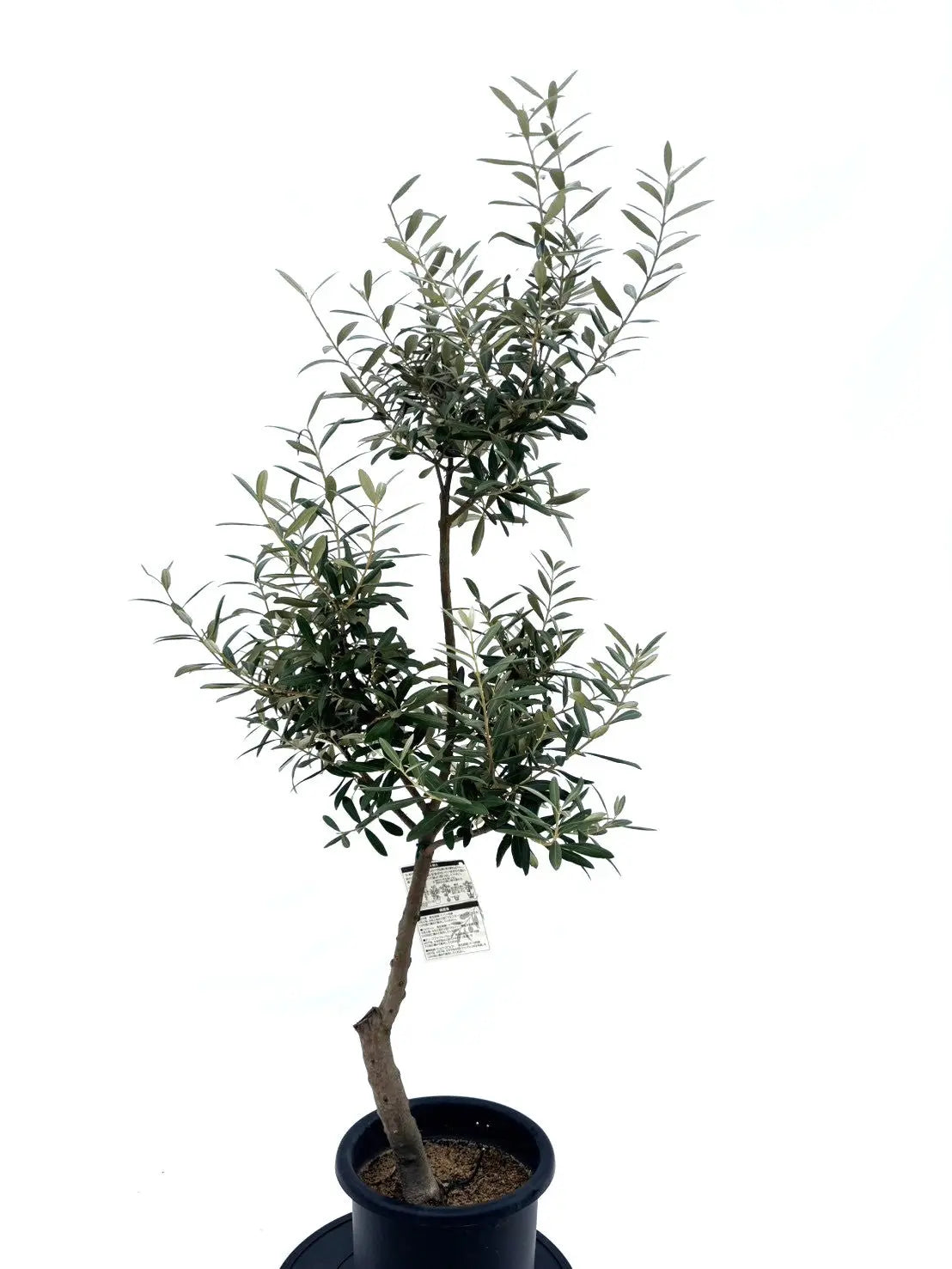 オリーブの木　シプレシーノ　約170cm　NO.1953　大型　現品掲載　古木 オリーブの木 シプレシーノ 約170cm NO.1953 大型 現品掲載 古木