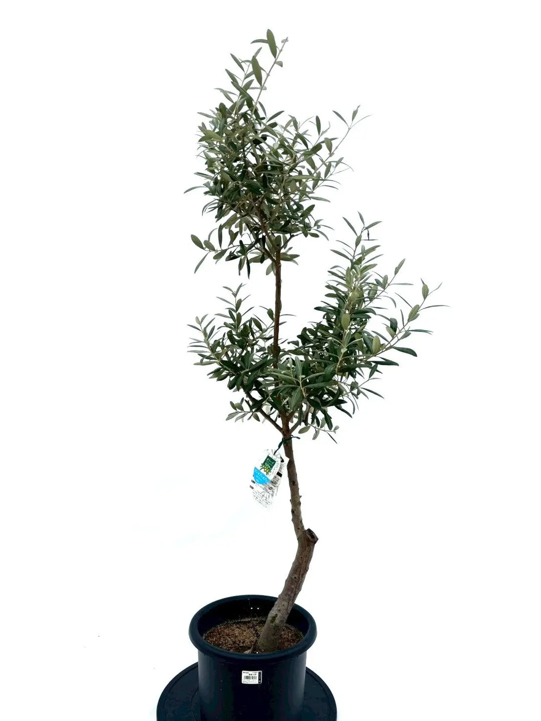 NEWワンセブンセブン（オリーブの木）｜Mサイズ｜NO.10641｜約150cm