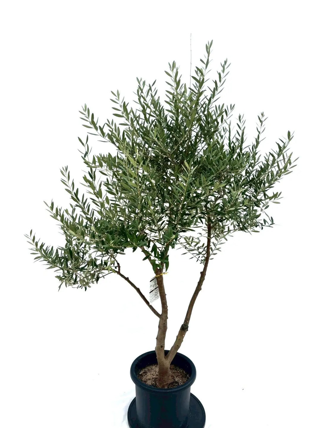 オリーブの木 ルッカ 7号 約125cm NO.709 人気品種 現品掲載 オリーブの