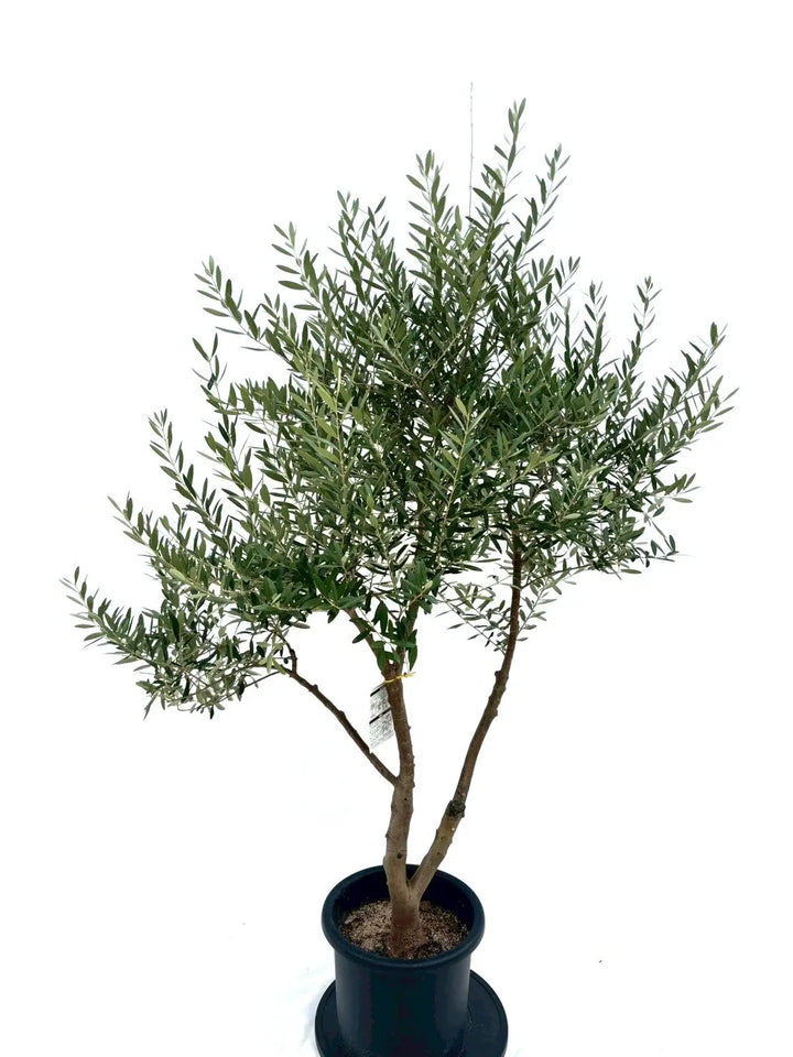 ［現品］30番　創樹　オリーブ　ネバディロブランコ　6号　オリーブの木　おしゃれ 観葉植物 おりーぶ SOUJU（創樹）ブランド：オリーブの木*3号