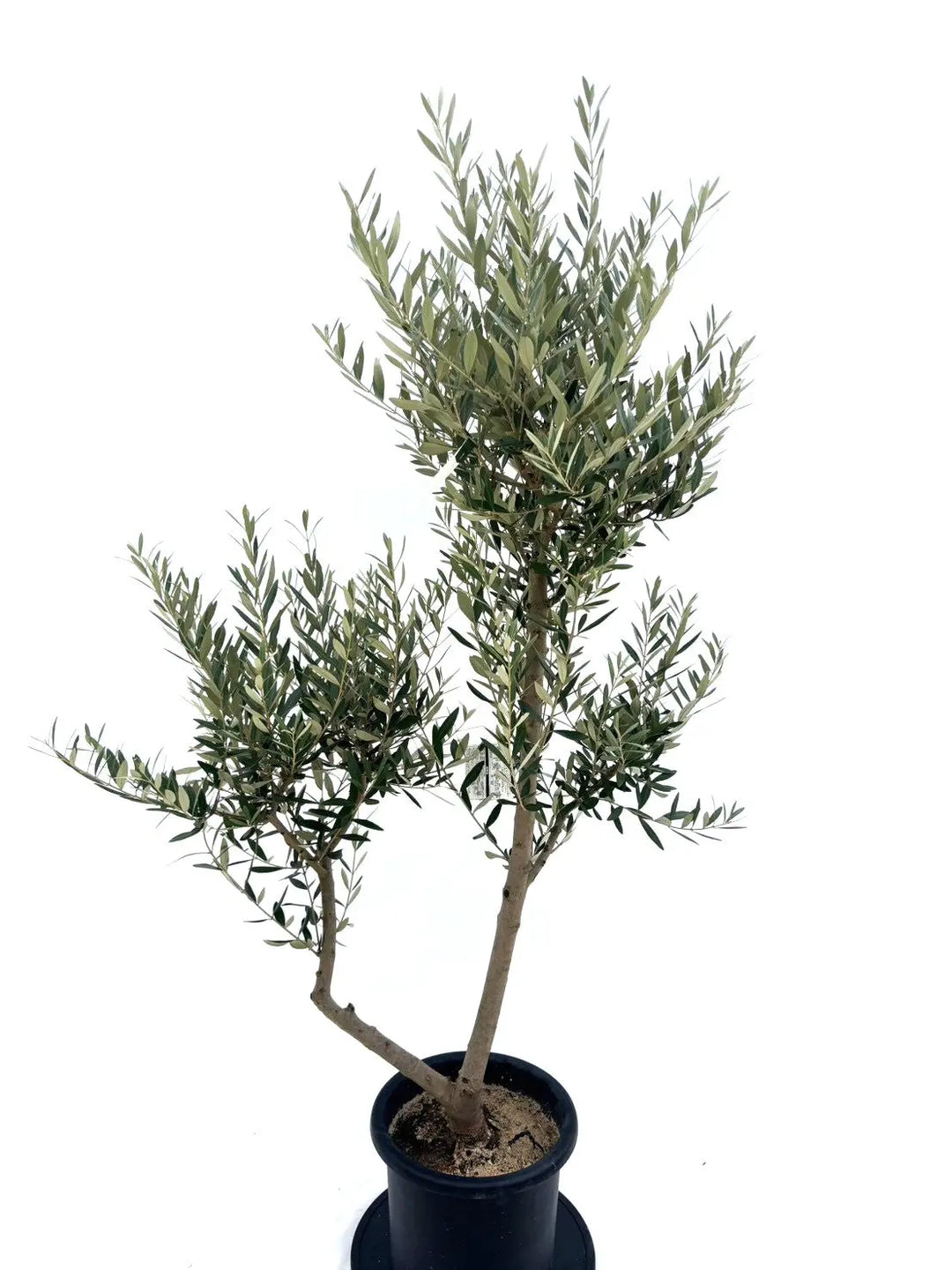 NEWミッション（オリーブの木）｜Lサイズ｜NO.10645｜約180cm｜人気