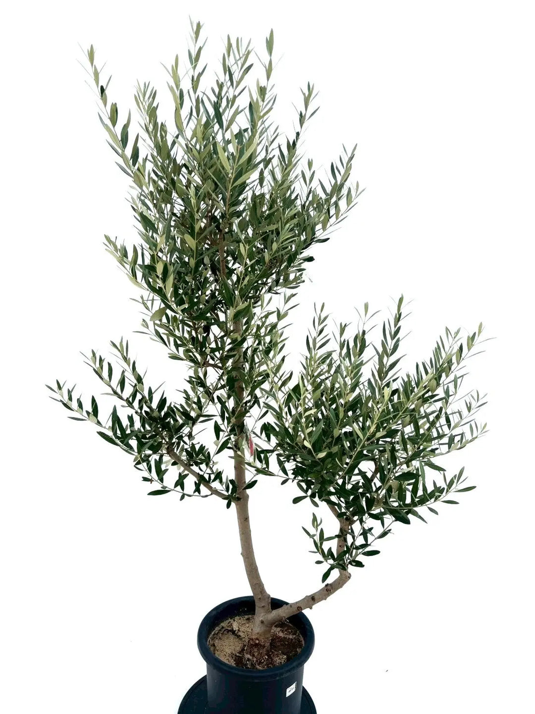 NEWミッション（オリーブの木）｜Lサイズ｜NO.10645｜約180cm