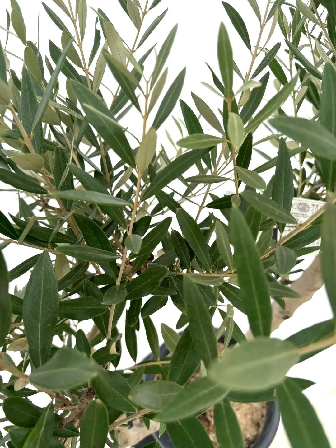 NEWミッション（オリーブの木）｜Lサイズ｜NO.10645｜約180cm｜人気