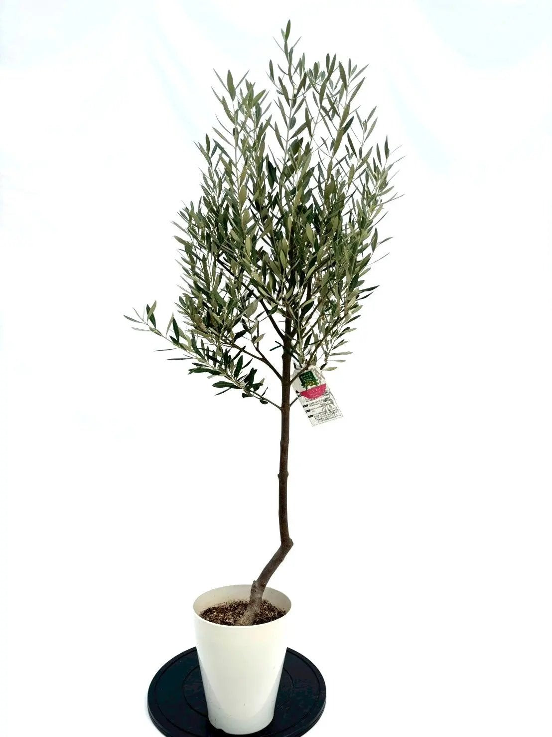 オリーブの木　ミッション 観葉植物 オリーブの木 10号 ミッション ルーガ アンティコ