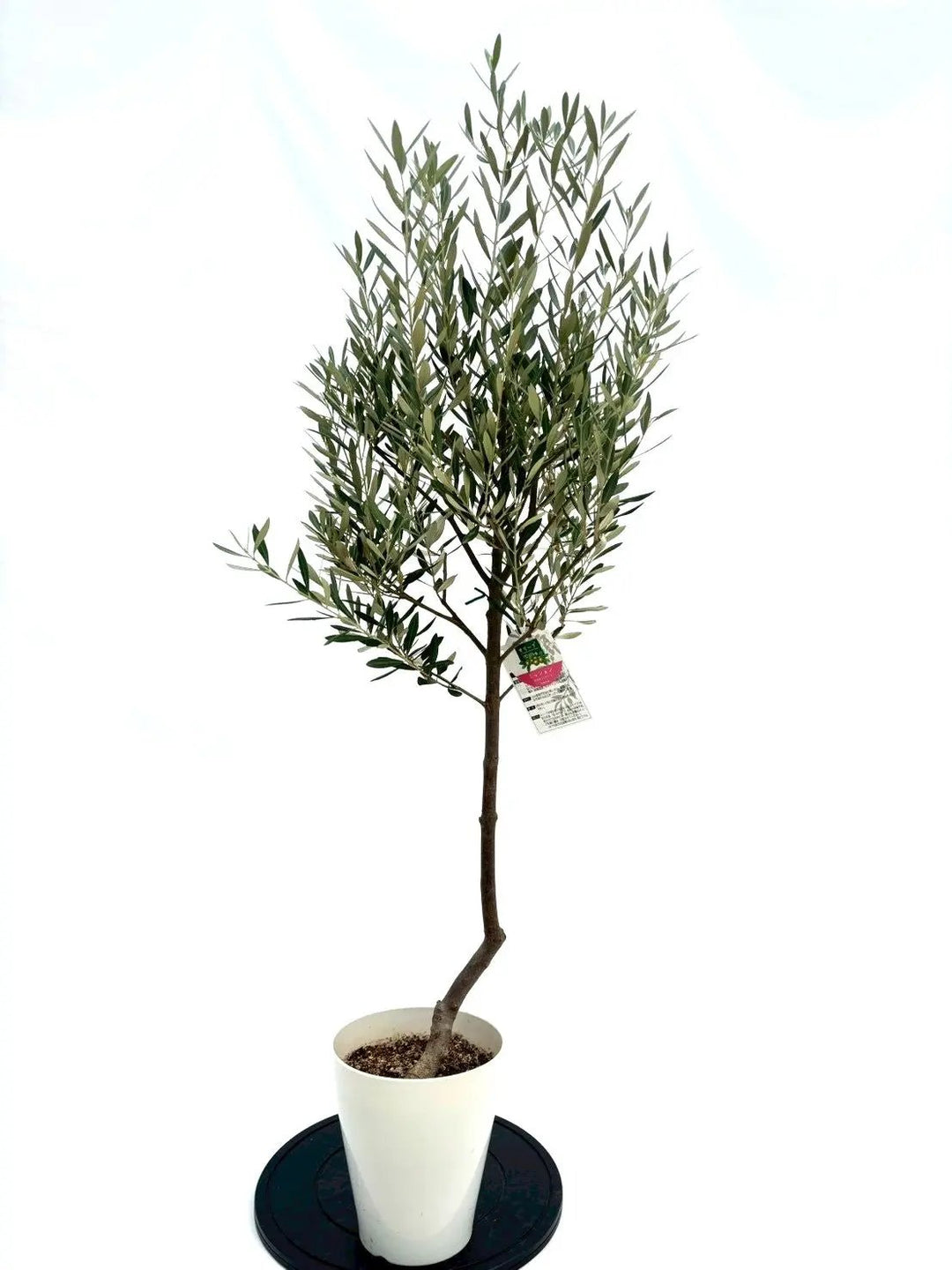 NEWミッション（オリーブの木）｜Sサイズ｜NO.10647｜約140cm｜人気