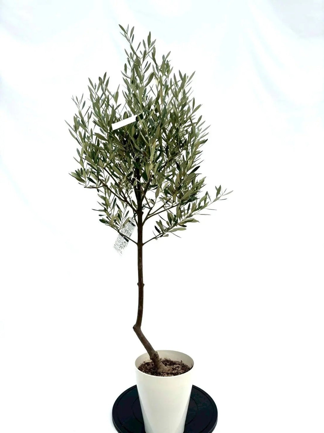 NEWミッション（オリーブの木）｜Sサイズ｜NO.10647｜約140cm｜人気