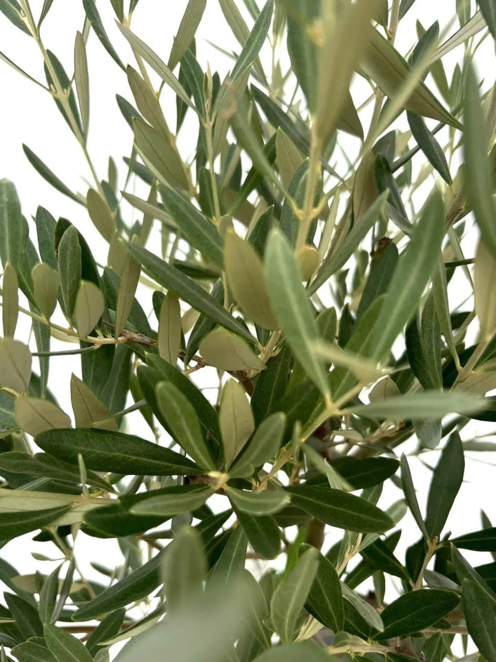 NEWミッション（オリーブの木）｜Sサイズ｜NO.10647｜約140cm｜人気