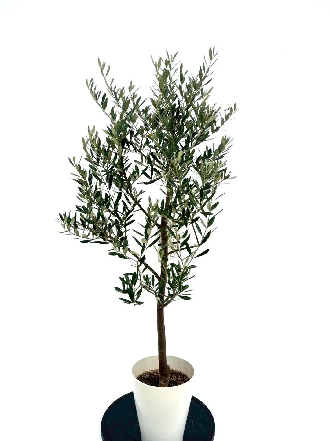 NEWミッション（オリーブの木）｜Sサイズ｜NO.10648｜約130cm