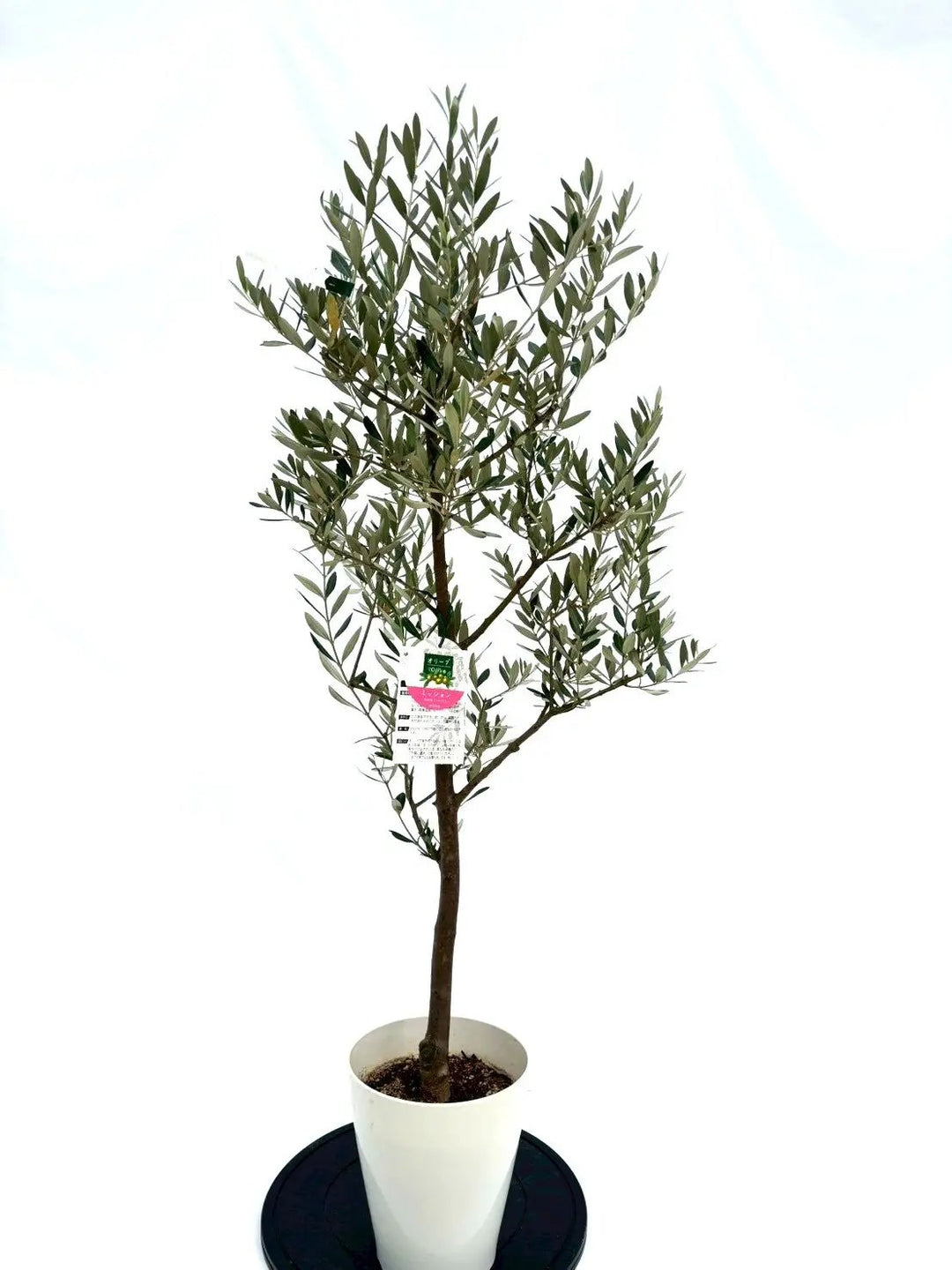 Natural Season 26インチ オリーブグリーン【引取できる方歓迎】 chouette – CYCLE OLYMPIC