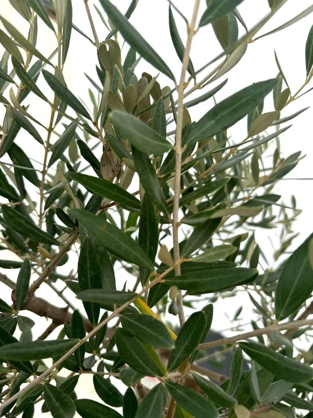 NEWミッション（オリーブの木）｜Sサイズ｜NO.10648｜約130cm｜人気