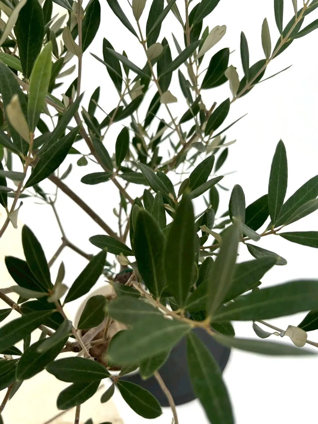 オリーブの木 ミッション【引取り限定】 古木オリーブ ミッション※エリア限定自社配送又はお引き取り商品