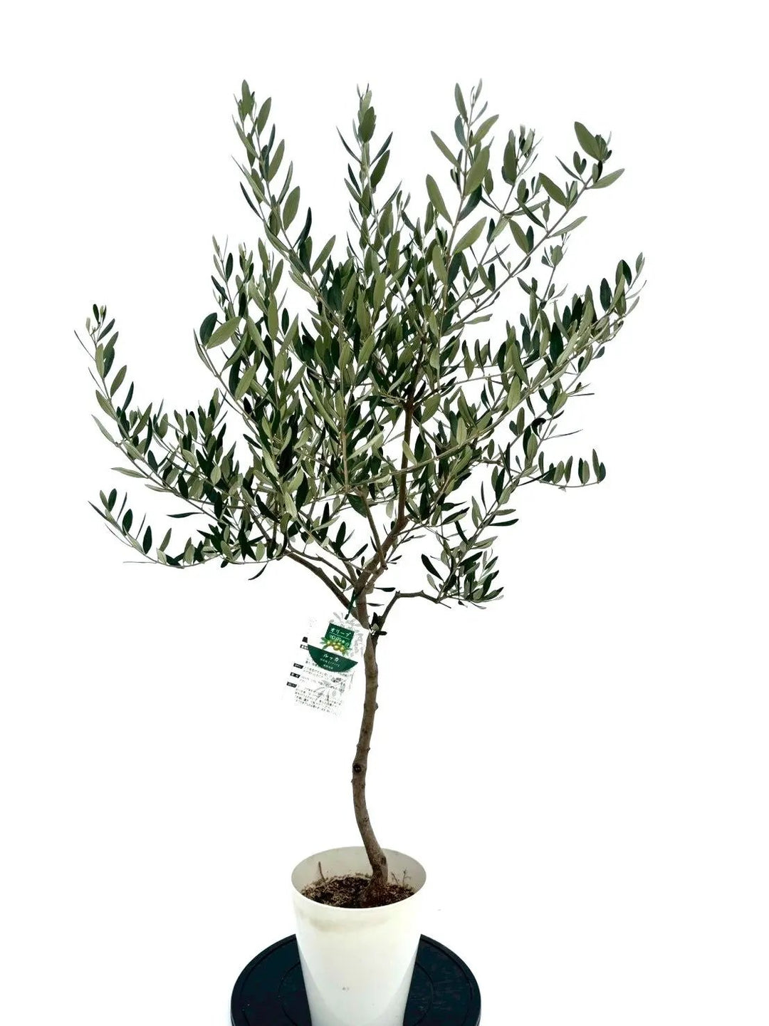オリーブの木　ルッカ　約140cm　NO.2003　大型　人気品種　現品掲載 NEWルッカ（オリーブの木）｜Sサイズ｜NO.10650｜約140cm｜人気・寒冷
