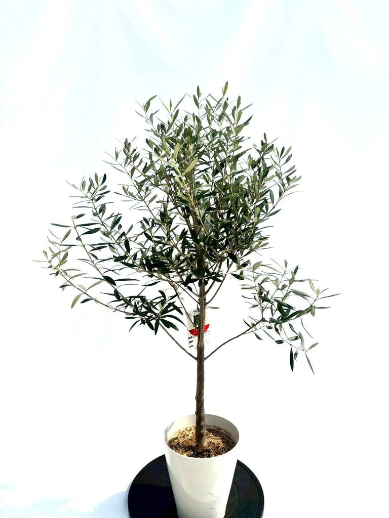 NEWシプレシーノ（オリーブの木）｜Sサイズ｜NO.10652｜約110cm｜人気