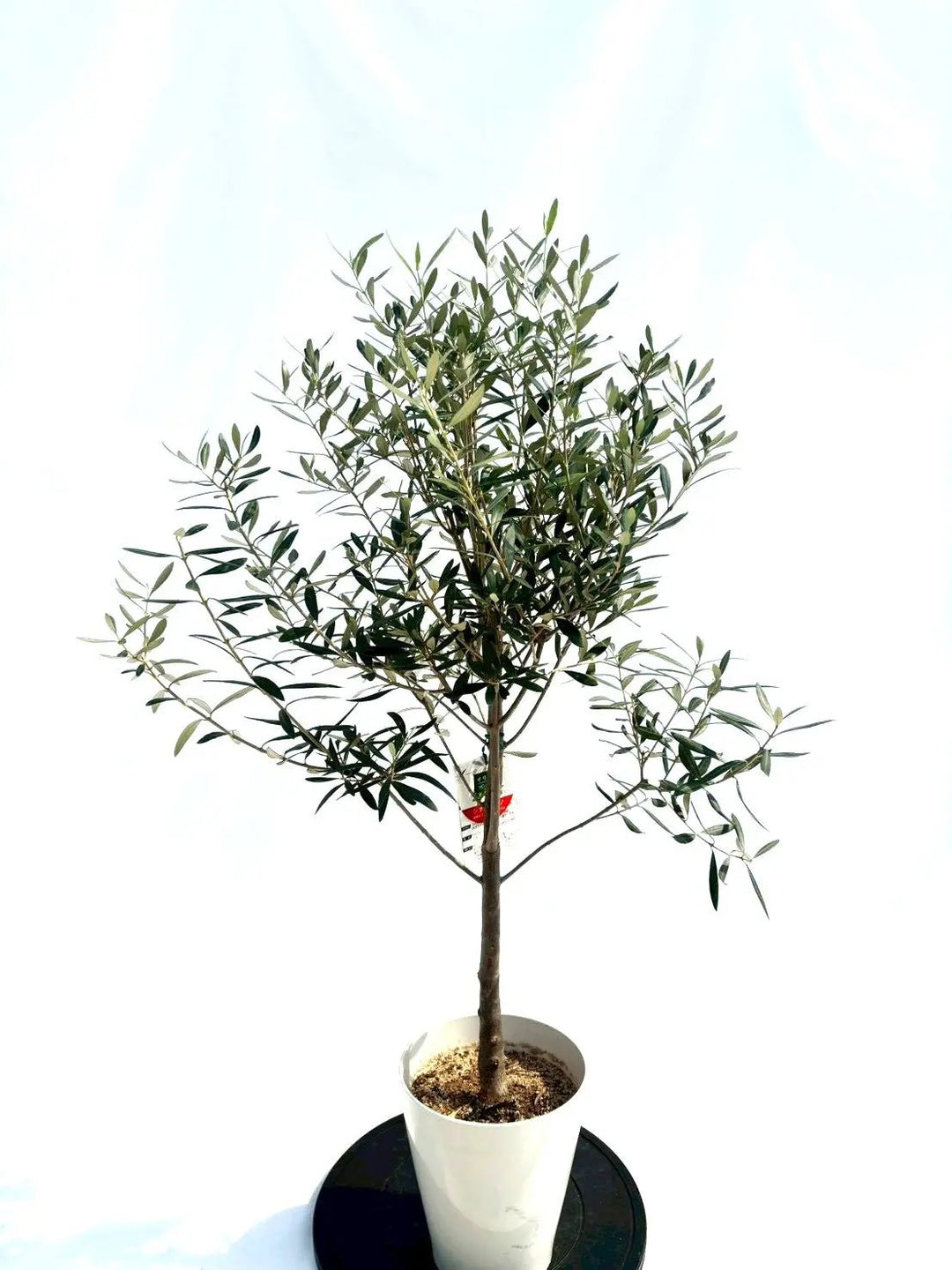 NEWシプレシーノ（オリーブの木）｜Sサイズ｜NO.10652｜約110cm｜人気