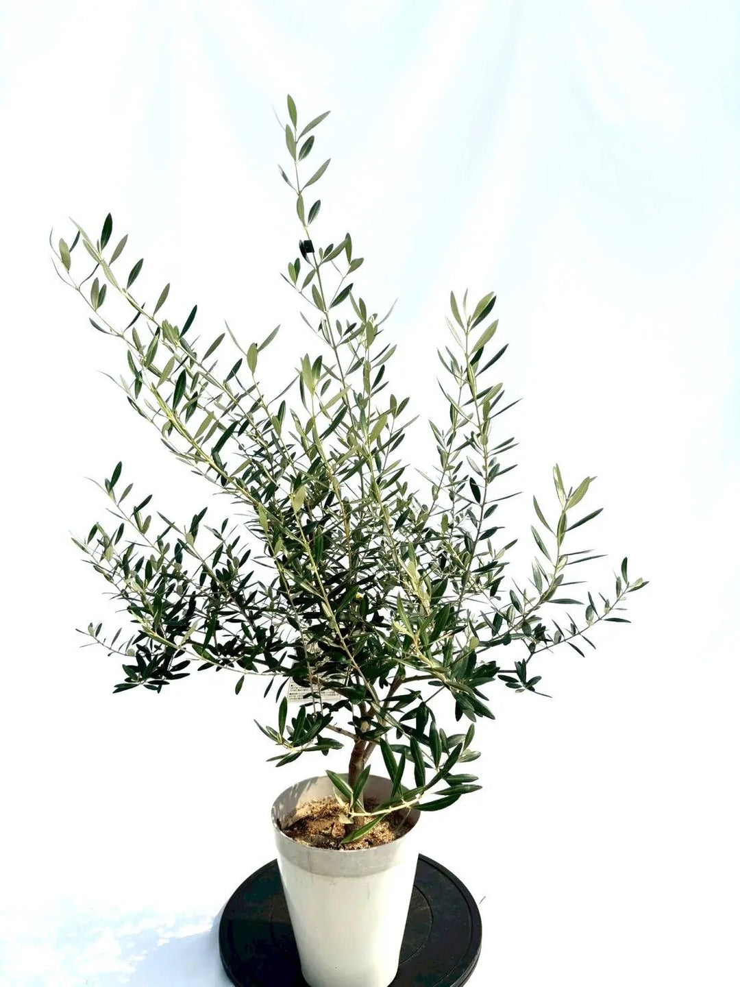 NEWネバディロブランコ（オリーブの木）｜Sサイズ｜NO.10654｜約110cm