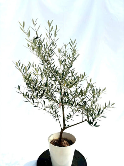 NEWホジブランコ（オリーブの木）｜Sサイズ｜NO.10660｜約110cm｜人気・銀葉・初心者向き 株式会社鶴亀園