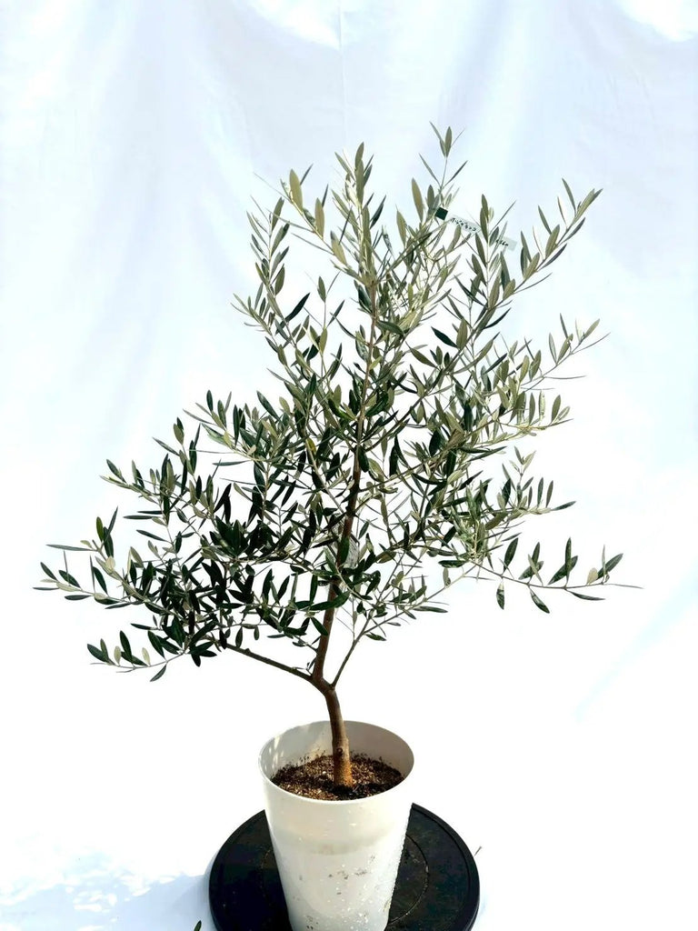 NEWホジブランコ（オリーブの木）｜Sサイズ｜NO.10660｜約110cm｜人気