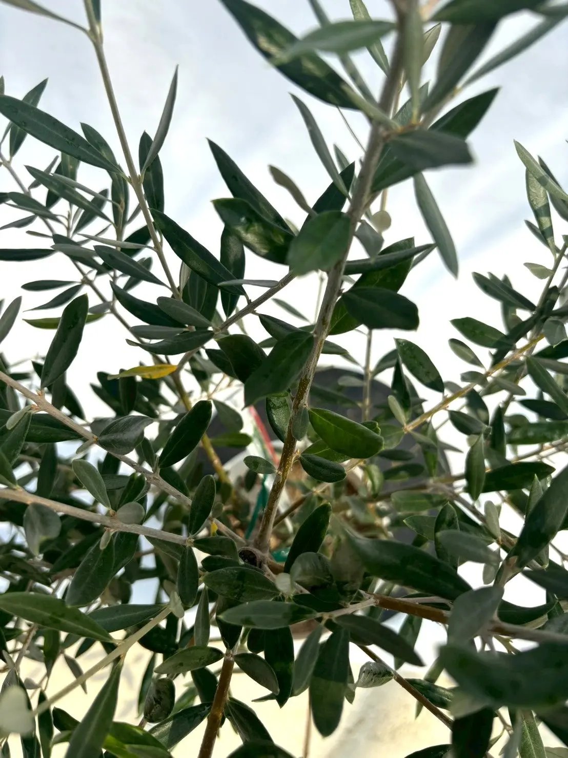 NEWホジブランコ（オリーブの木）｜Sサイズ｜NO.10660｜約110cm｜人気・銀葉・初心者向き 株式会社鶴亀園