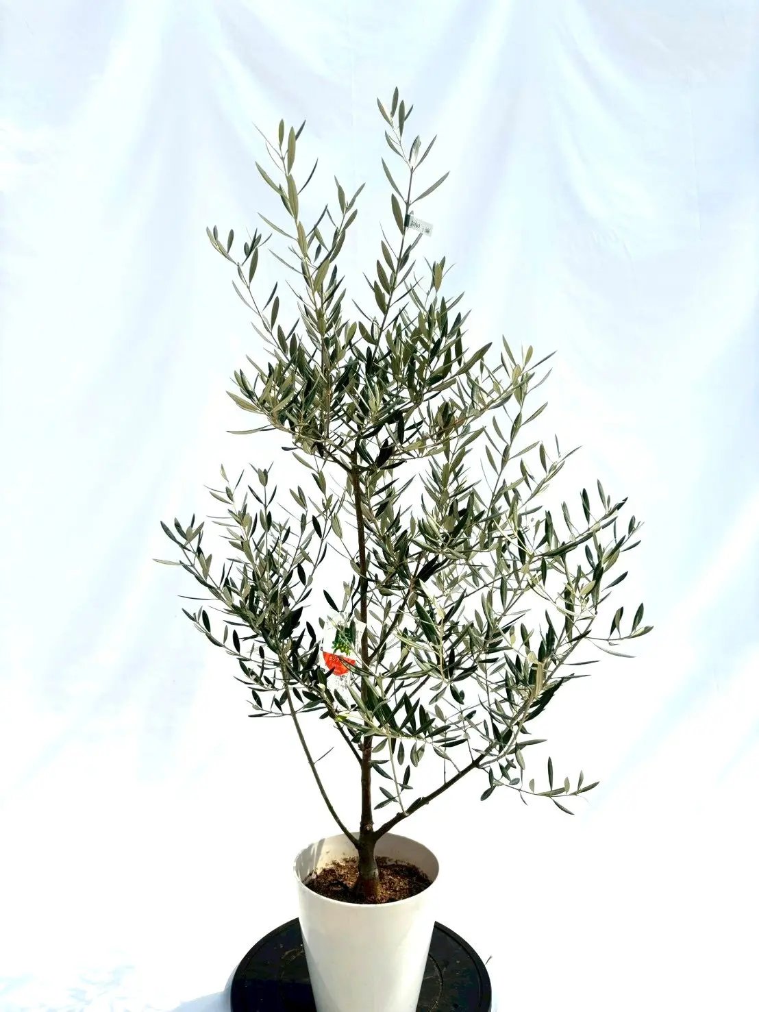 NEWホジブランコ（オリーブの木）｜Sサイズ｜NO.10661｜約130cm｜人気・銀葉・初心者向き 株式会社鶴亀園