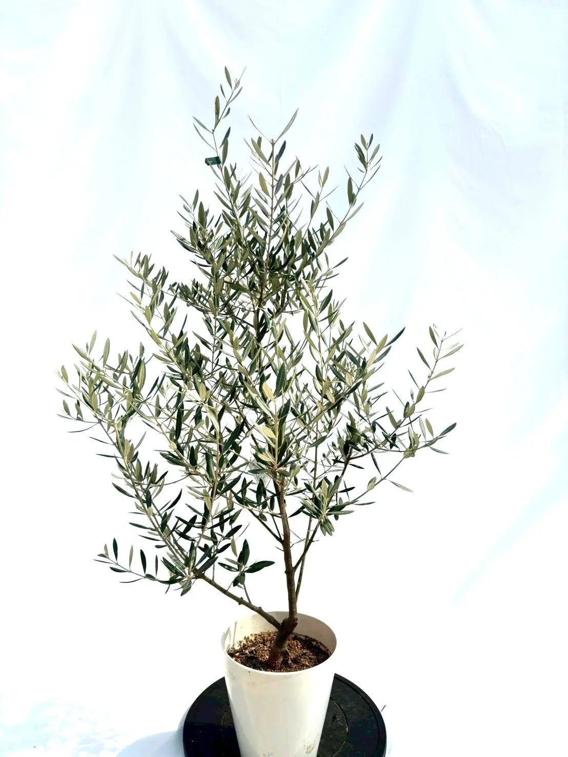 NEWホジブランコ（オリーブの木）｜Sサイズ｜NO.10661｜約130cm｜人気・銀葉・初心者向き 株式会社鶴亀園