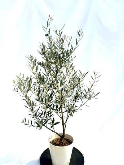 NEWホジブランコ（オリーブの木）｜Sサイズ｜NO.10661｜約130cm｜人気・銀葉・初心者向き 株式会社鶴亀園