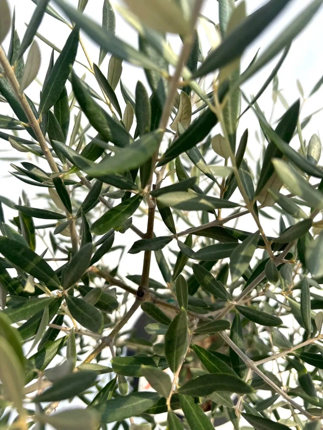 NEWホジブランコ（オリーブの木）｜Sサイズ｜NO.10661｜約130cm｜人気・銀葉・初心者向き 株式会社鶴亀園