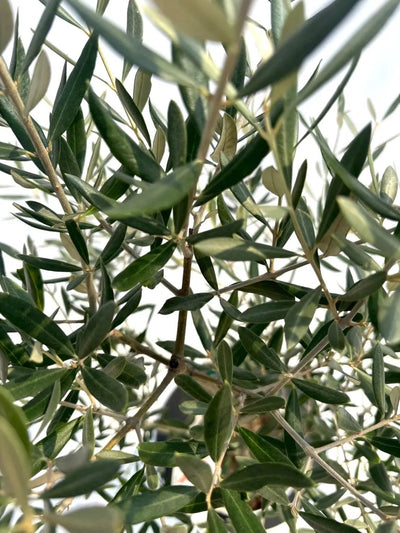 NEWホジブランコ（オリーブの木）｜Sサイズ｜NO.10661｜約130cm｜人気・銀葉・初心者向き 株式会社鶴亀園