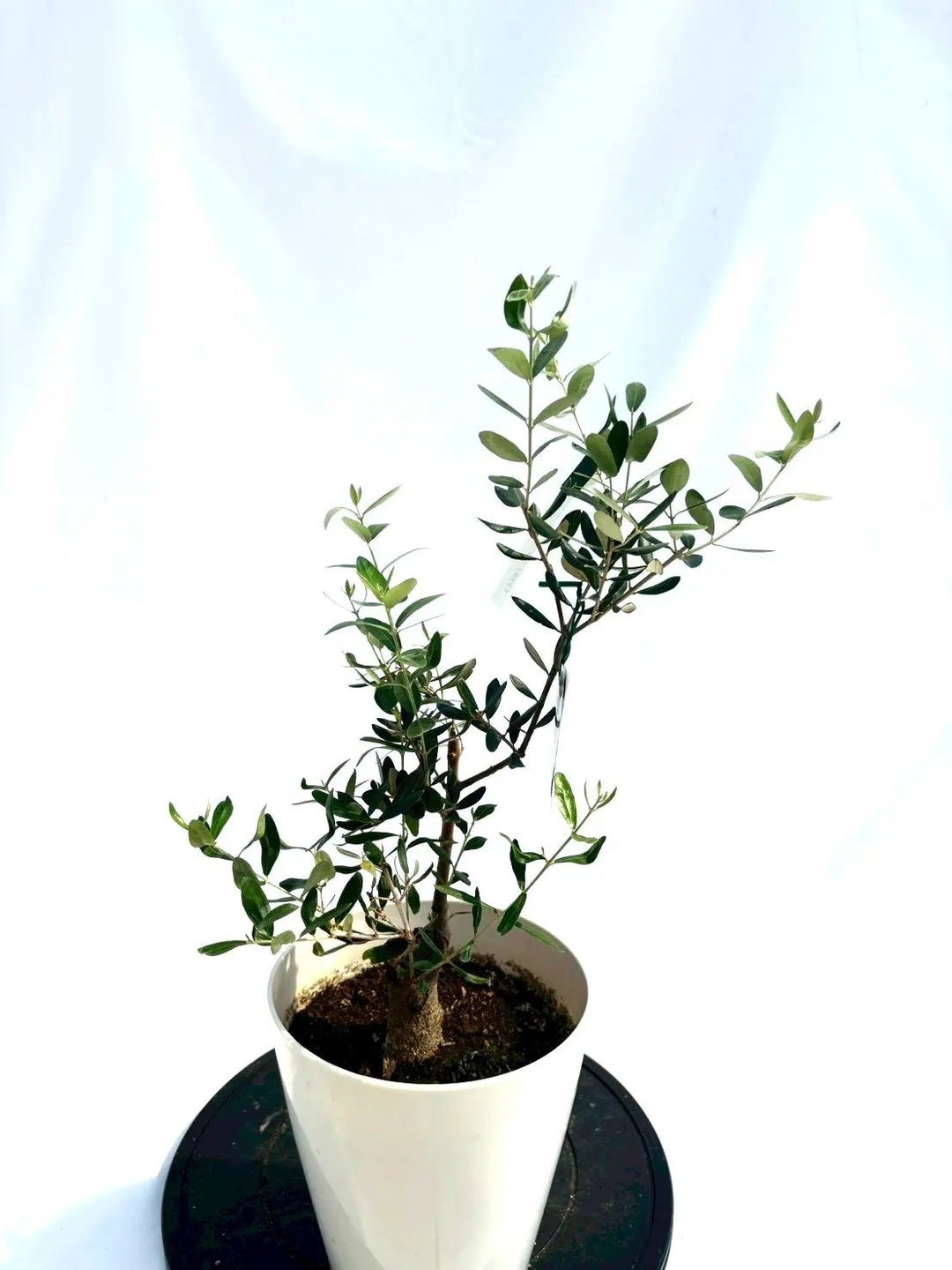 NEWルッカ（オリーブの木）｜Sサイズ｜NO.10662｜約60cm｜人気・寒冷地