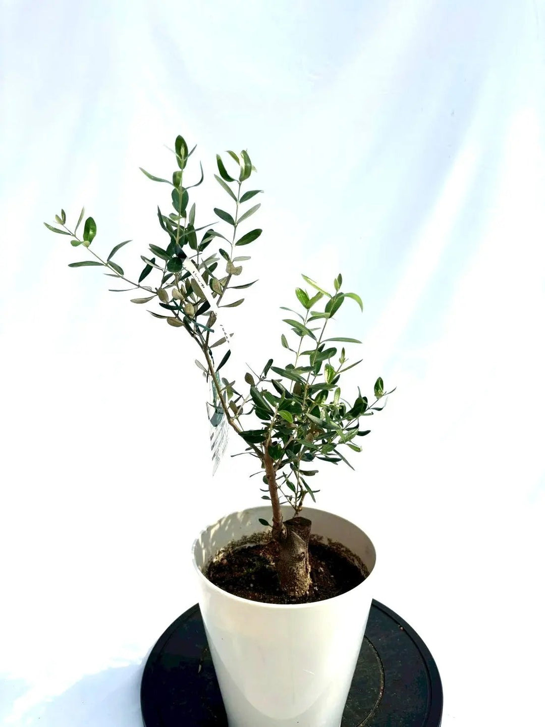 NEWルッカ（オリーブの木）｜Sサイズ｜NO.10662｜約60cm｜人気・寒冷地