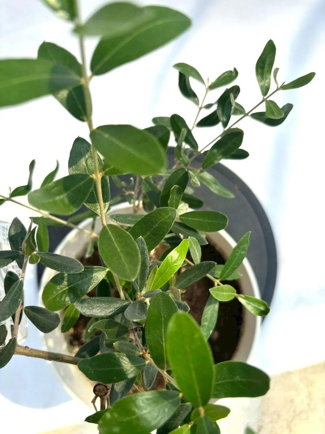 NEWルッカ（オリーブの木）｜Sサイズ｜NO.10662｜約60cm｜人気・寒冷地