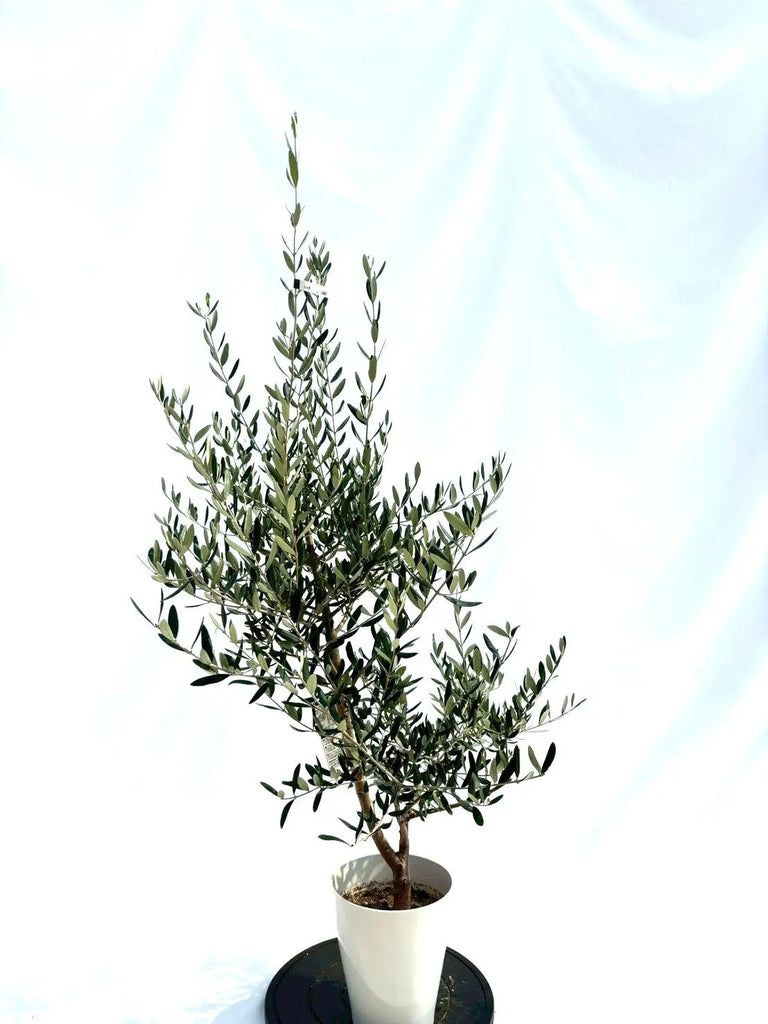 NEWルッカ（オリーブの木）｜Sサイズ｜NO.10663｜約140cm｜人気・寒冷