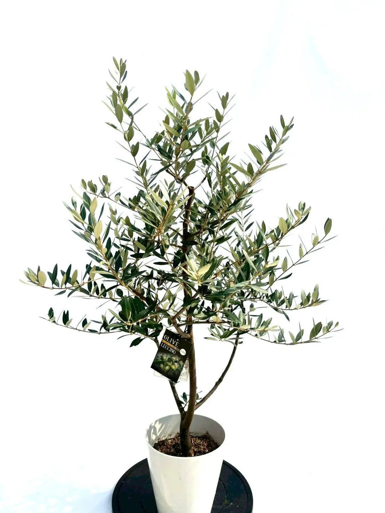 オリーブの木　レッチーノ NEWレッチーノ（オリーブの木）｜Sサイズ｜NO.10667｜約110cm｜人気
