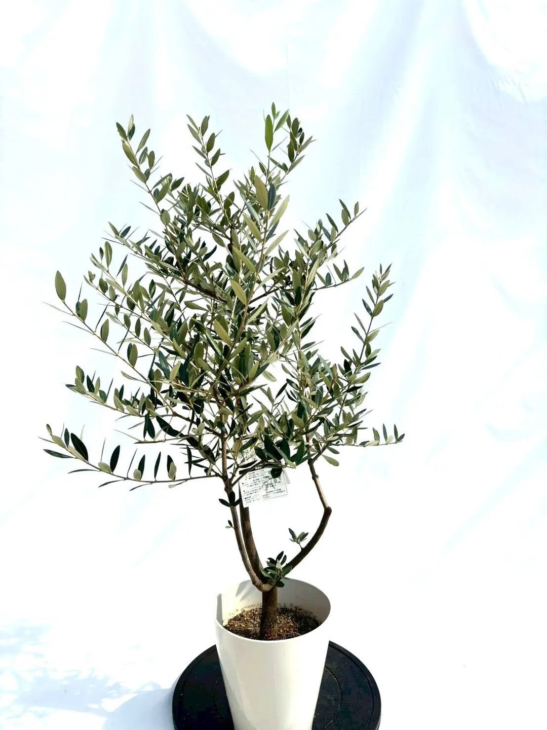 オリーブの木　レッチーノ　10号　約150cm　K-365　人気品種　現品掲載 観葉植物 オリーブの木 10号 レッチーノ プラスチック鉢 / 小倉園