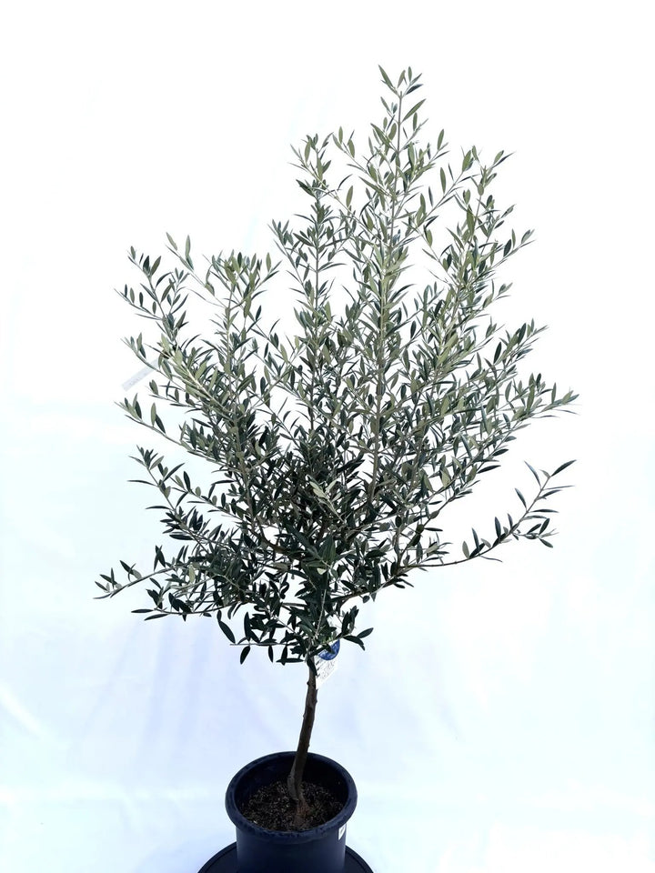 NEWアーベキーナ（オリーブの木）｜Mサイズ｜NO.10668｜約130cm｜人気