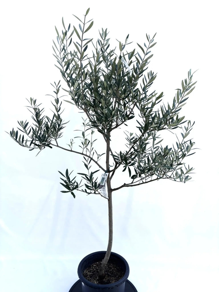 NEWコラチナ（オリーブの木）｜Mサイズ｜NO.10669｜約140cm｜人気